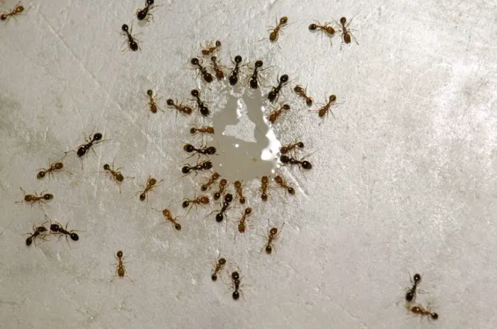Mean Green Pest Services Picture 7