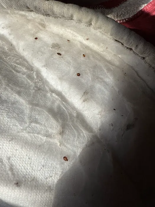 Mean Green Pest Services Picture 9
