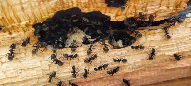 Elite Pest Solutions & Wildlife Trapping Inc. Picture 7