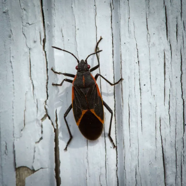 Elite Pest Solutions & Wildlife Trapping Inc. Picture 4