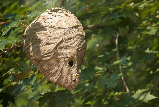 Elite Pest Solutions & Wildlife Trapping Inc. Picture 3