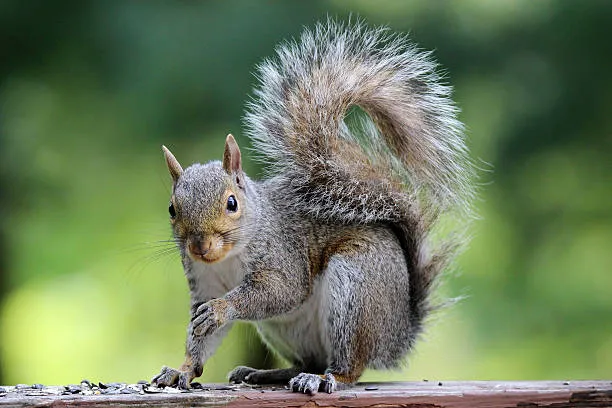 Elite Pest Solutions & Wildlife Trapping Inc. Picture 2