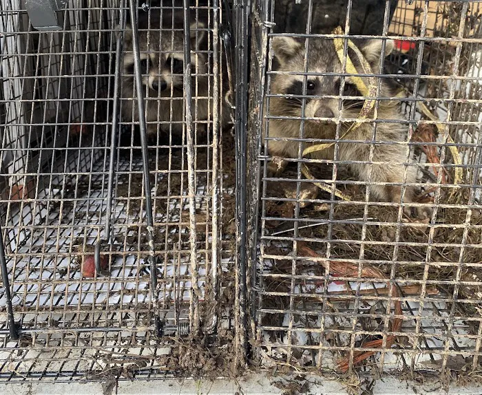 Elite Pest Solutions & Wildlife Trapping Inc. Picture 9