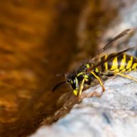 Elite Pest Solutions & Wildlife Trapping Inc. ico