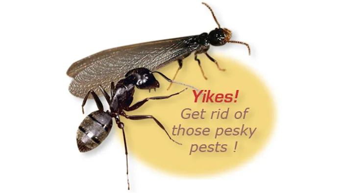 Michael's Carpenter Ant & Termite Services, LLC Picture 1