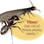 Michael's Carpenter Ant & Termite Services, LLC