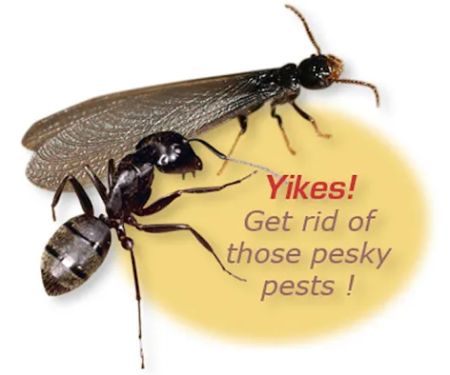 Michael's Carpenter Ant & Termite Services, LLC