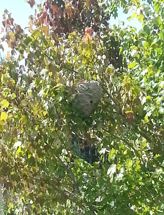 KEA PEST CONTROL Picture 10