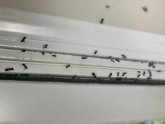 Catseye Pest Control - Hartford, CT Picture 2