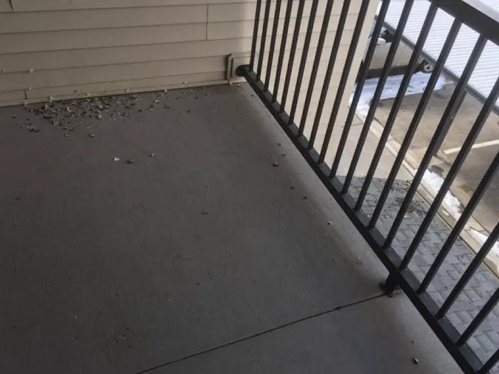 Pro Bird Control Hartford Picture 2