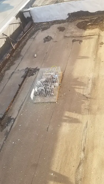 Pro Bird Control Hartford Picture 7