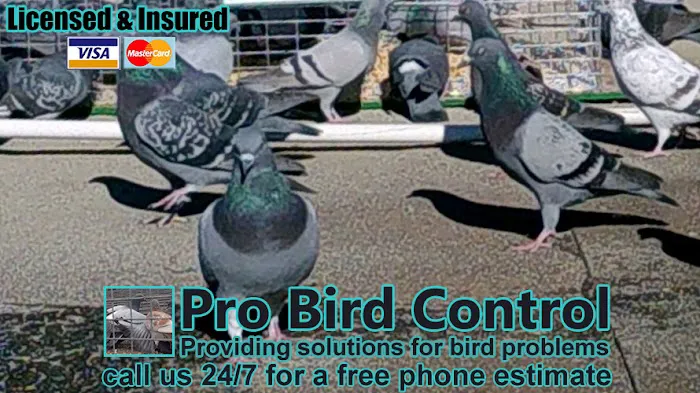 Pro Bird Control Hartford Picture 8