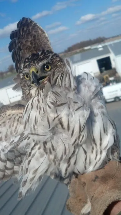 Pro Bird Control Hartford Picture 5