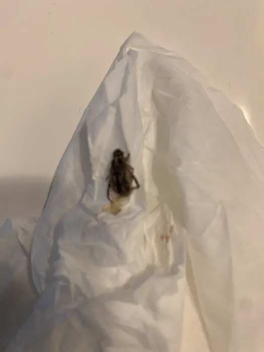 Tick Ranger Picture 6