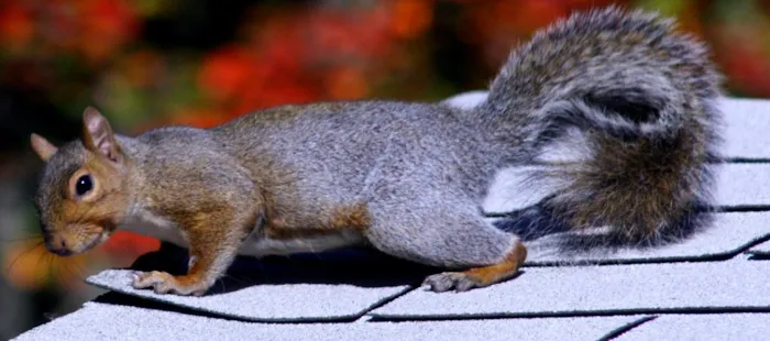 Suburban Wildlife Solutions LLC Picture 6