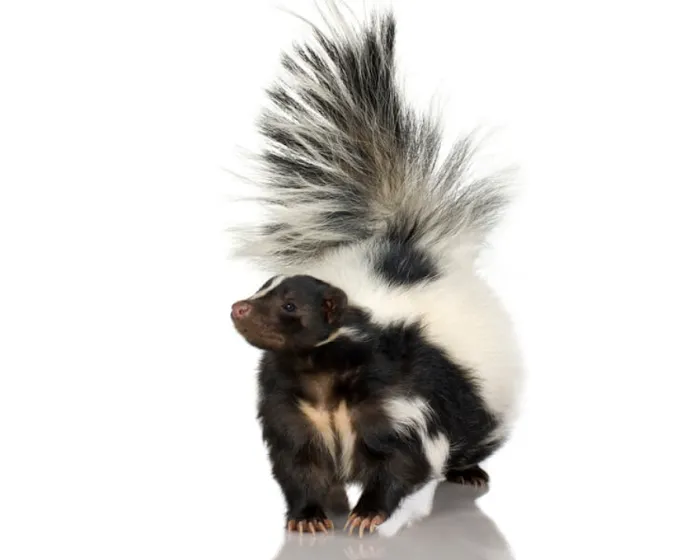 Suburban Wildlife Solutions LLC Picture 1