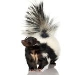 Suburban Wildlife Solutions LLC