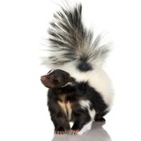 Suburban Wildlife Solutions LLC ico