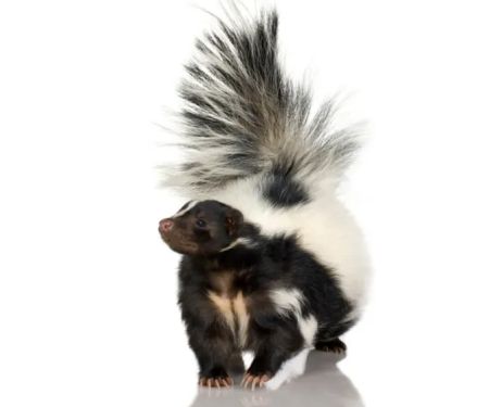 Suburban Wildlife Solutions LLC