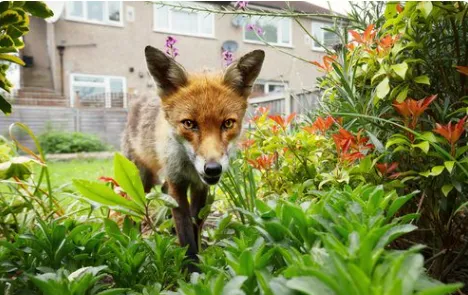 Suburban Wildlife Solutions LLC Picture 5