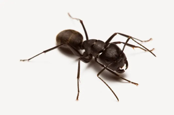 Braman Termite & Pest Elimination Picture 8