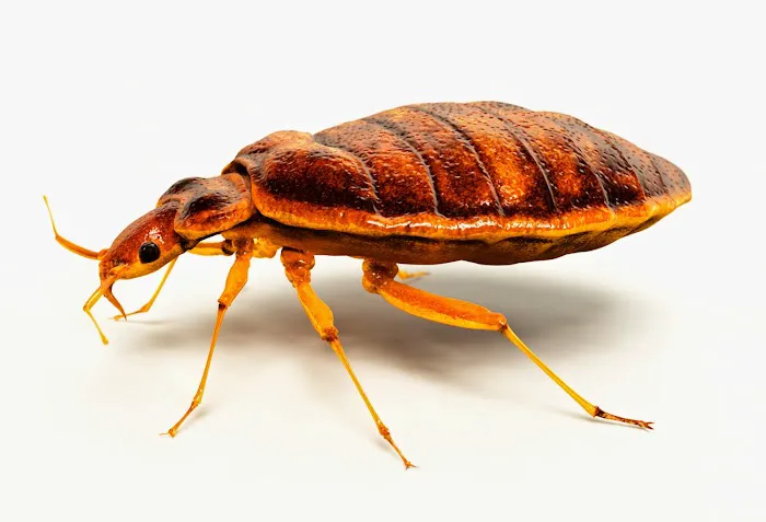 Braman Termite & Pest Elimination Picture 1
