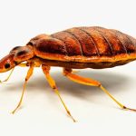 Braman Termite & Pest Elimination