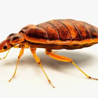 Braman Termite & Pest Elimination ico