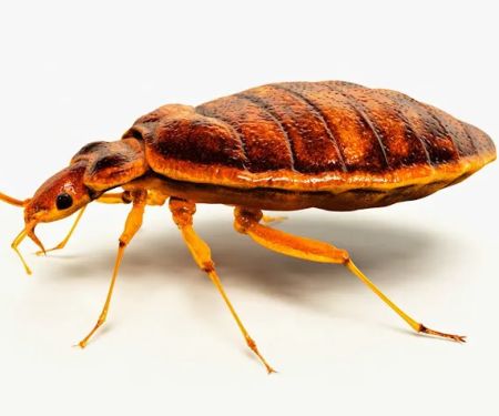 Braman Termite & Pest Elimination