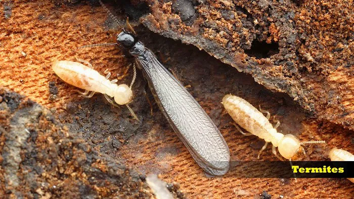 Braman Termite & Pest Elimination Picture 6