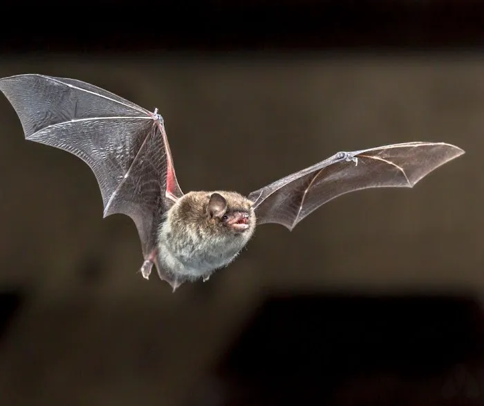Modern Pest Services Picture 6