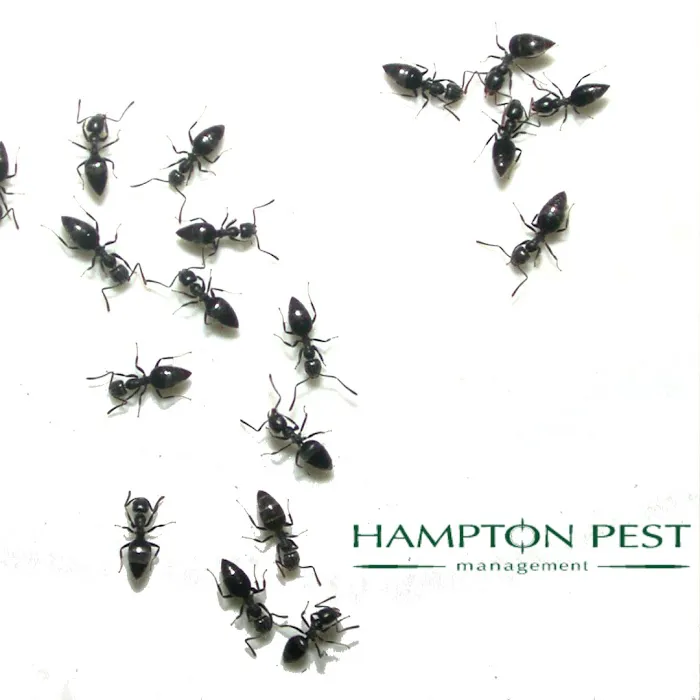 Hampton Pest Management Picture 2