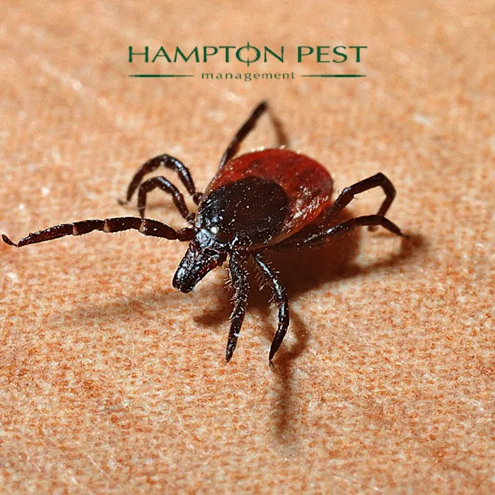 Hampton Pest Management Picture 3