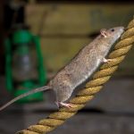 Waltham Pest Services