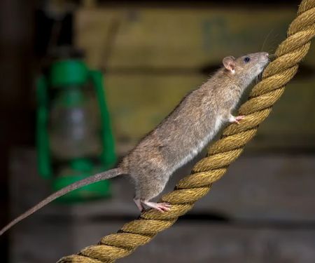 Waltham Pest Services