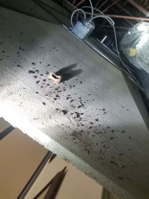 Mosquito and Pest Nation of Eastern CT Picture 3