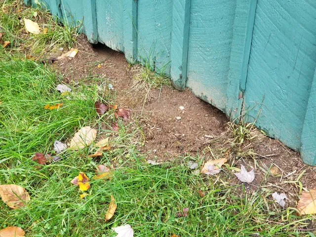 Mosquito and Pest Nation of Eastern CT Picture 6