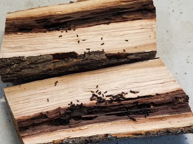 Mosquito and Pest Nation of Eastern CT Picture 8
