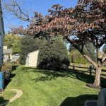 Ned's Lawn and Pest Control