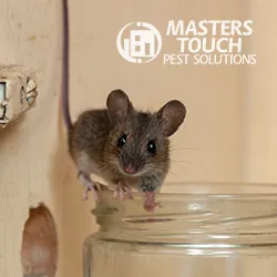 Masters Touch Pest Solutions- A Division of Viking Pest Control Picture 9