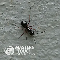 Masters Touch Pest Solutions- A Division of Viking Pest Control Picture 2