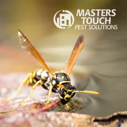 Masters Touch Pest Solutions- A Division of Viking Pest Control Picture 4