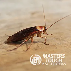 Masters Touch Pest Solutions- A Division of Viking Pest Control Picture 6