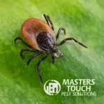 Masters Touch Pest Solutions- A Division of Viking Pest Control