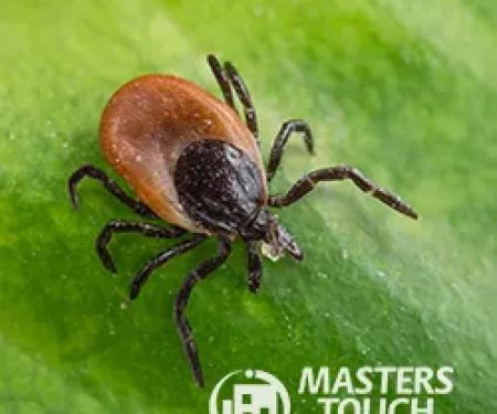 Masters Touch Pest Solutions- A Division of Viking Pest Control