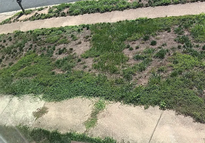 Ned's Lawn and Pest Control Picture 2