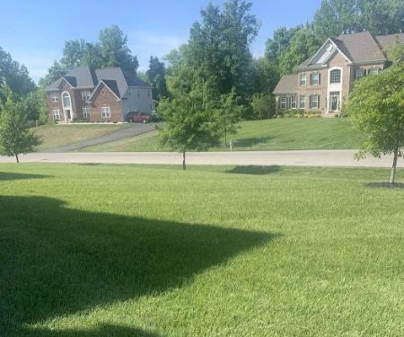 Ned's Lawn and Pest Control