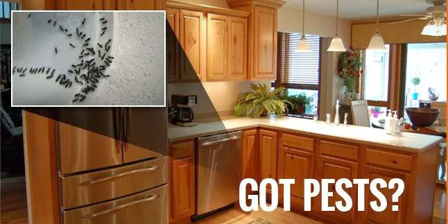Bed Bugs, Etc. Pest Control Picture 5
