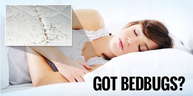Bed Bugs, Etc. Pest Control Picture 9