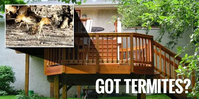 Bed Bugs, Etc. Pest Control Picture 10